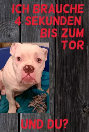 Hunde 4 Sekunden ... Bild