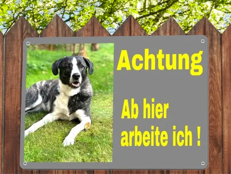 Hunde Ab hier arbeite ich! Bild