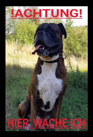 Hunde !ACHTUNG! Bild