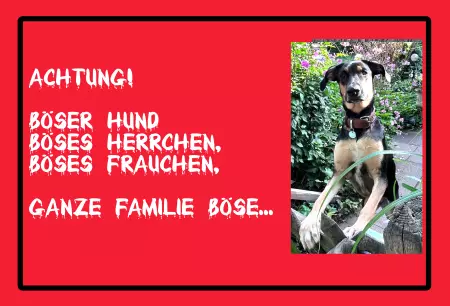 Hunde Achtung! Böser Hund, Böses Herrchen, Böses... Bild
