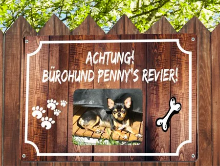 Hunde ACHTUNG Bürohund Bild