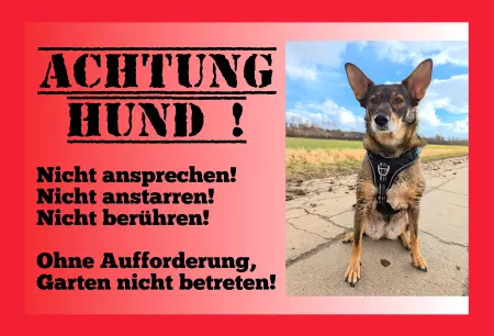 Hunde Achtung Hund! Bild