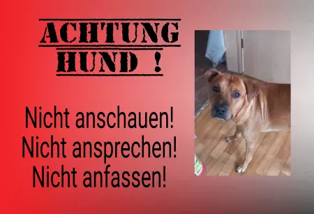 Hunde ACHTUNG HUND Bild