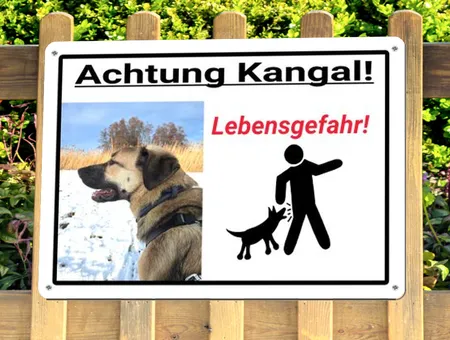 Hunde Achtung Lebensgefahr! Bild