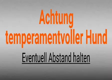 Hunde Achtung temperamentvoller Hund Bild