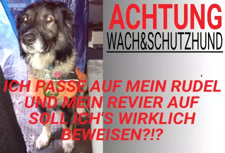 Hunde Achtung Wachhund und Schutzhund Bild