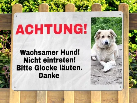 Hunde ACHTUNG! Wachsamer Hund Bild