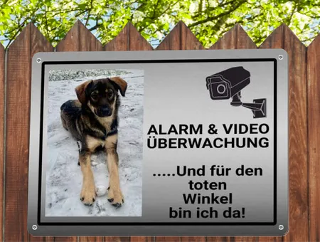  Hunde ALARM & VIDEO ÜBERWACHUNG Bild