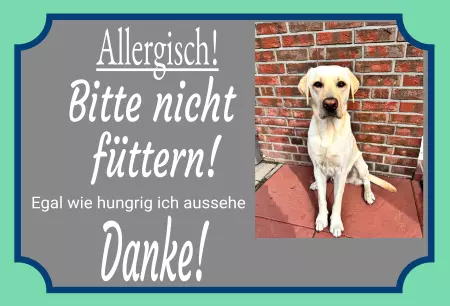 Hunde Allergisch! Bitte nicht füttern! Bild