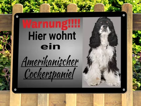  Hunde Amerikanischer Cockerspaniel Bild