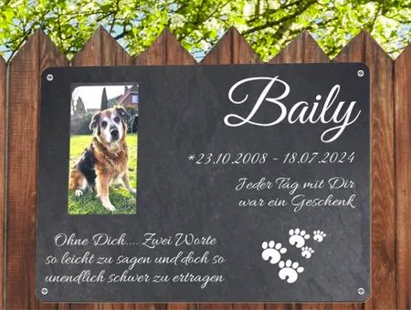 Hunde Baily Bild