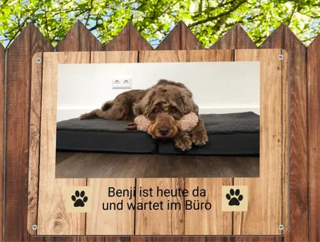Hunde Benja ist da Bild