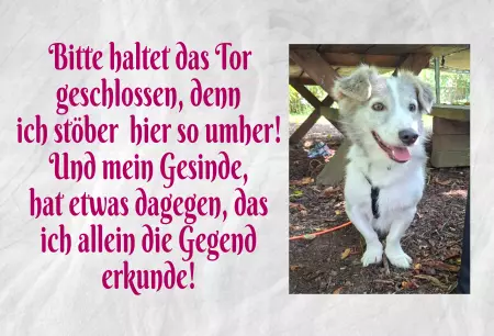 Hunde Bitte haltet das Tor geschlossen, denn ich ... Bild
