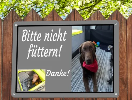  Hunde Bitte nicht füttern! Bild