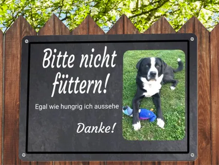 Hunde Bitte nicht füttern! Bild