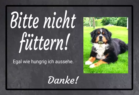 Hunde Bitte nicht füttern! Bild