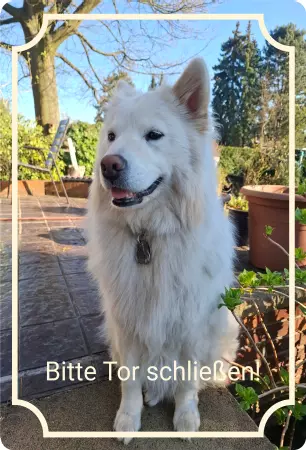 Hunde Bitte Tor schließen! Bild