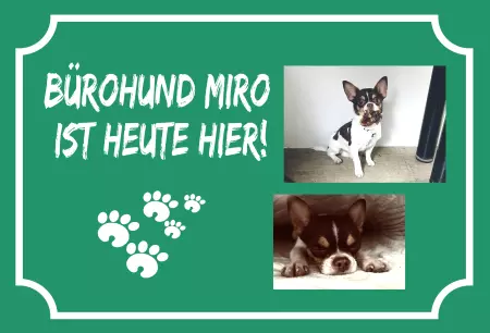 Hunde Böruhund Miro ist heute hier Bild
