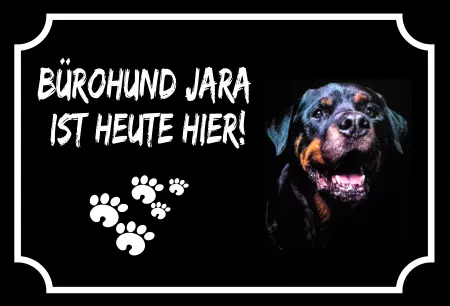 Hunde Bürhohund Jara Bild