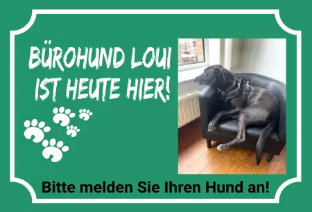 Hunde Bürohund Loui ist heute hier! Bild