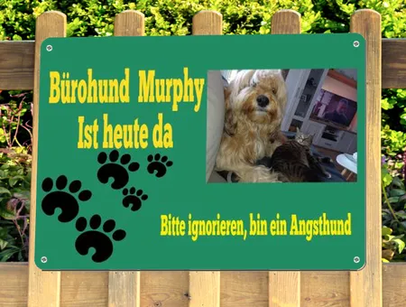  Hunde Bürohund Murphy Bild