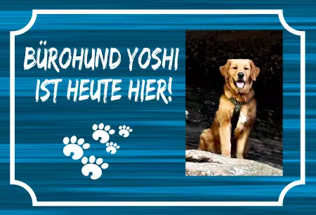  Hunde Bürohund Yoshi ist heute hier! Bild