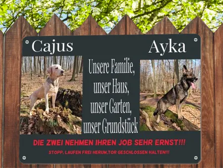 Hunde Cajus & Ayka Bild