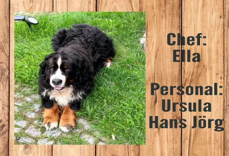 Hunde Chef: Ella Bild