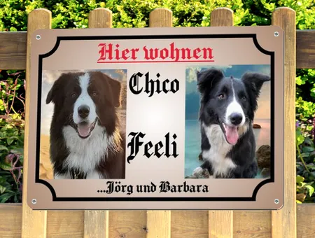  Hunde Chico & Feeli Bild