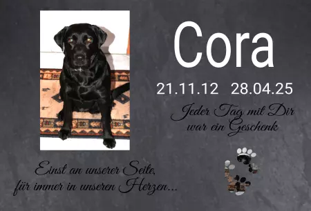 Hunde Cora Bild