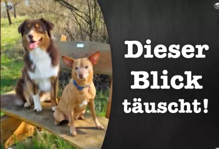 Hunde Der Blick täuscht! Bild