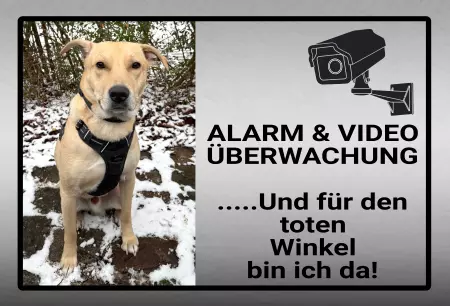Hunde Der tote Winkel Bild