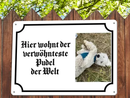  Hunde Der verwöhnteste Pudel Bild