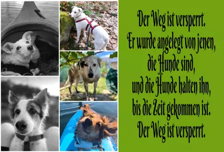Hunde Der Weg ist versperrt.... Bild