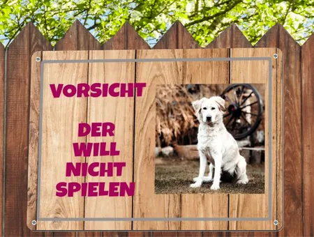 Hunde Der will nicht spielen Bild