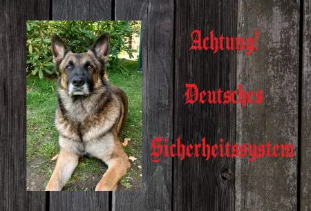 Hunde Deutsches Sicherheitssystem Bild