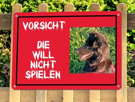 Hunde Die will nicht spielen Bild