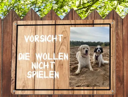  Hunde Die wollen nicht spielen! Bild