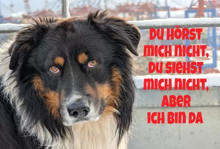 Hunde Du hörst mich nicht ... Bild