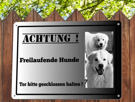 Hunde Freilaufende Hunde Bild