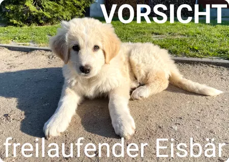 Hunde FREILAUFENDER EISBÄR Bild