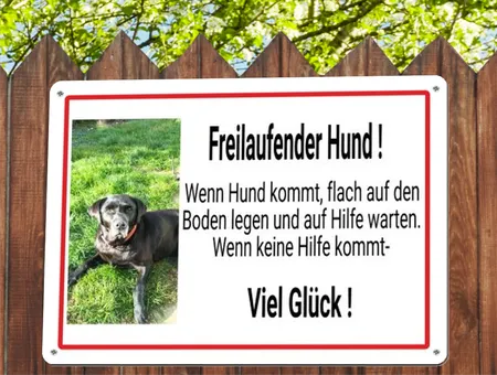 Hunde Freilaufender Hund! Bild