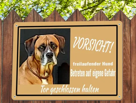 Hunde Freilaufender Hund Bild