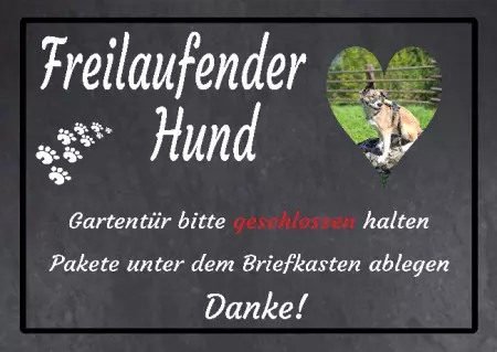  Hunde Freilaufender Hund Bild