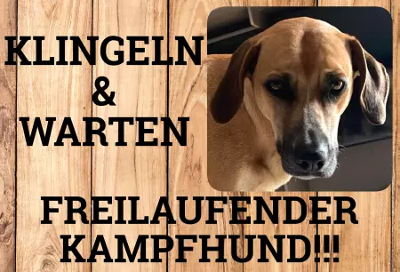 Hunde Freilaufender Kampfhund!!! Bild