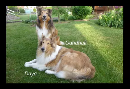 Hunde Gandhali & Daya Bild
