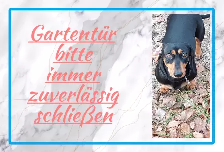 Hunde Gartentür bitte immer zuverlässig schließen Bild