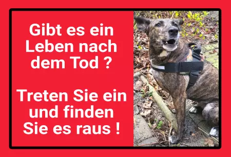 Hunde Gibt es ein Leben nach dem Tod? Bild