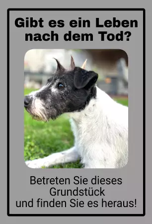 Hunde Gibt es ein Leben nach dem Tod? Bild