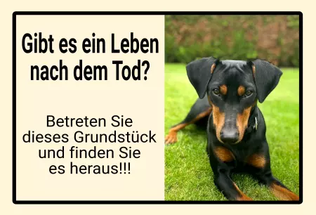 Hunde Gibt es ein Leben nach dem Tod? Bild